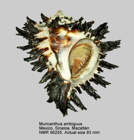 Muricanthus ambiguus.jpg - Muricanthus ambiguus (Reeve,1845)